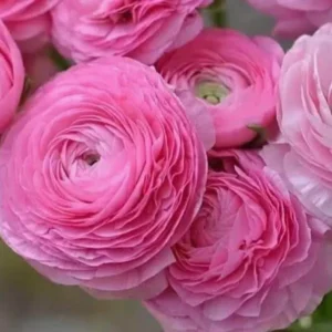 Ranunculus Flower Bulbs - 15 Rainbow Mix Corms - Perennial Flowers for Garden - Image 3