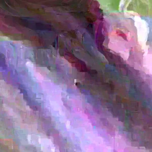 Ranunculus Flower Bulbs 16 Pink Picotee Corms - Perennial Peony-like Flowers for Garden & Bouquets - Image 3