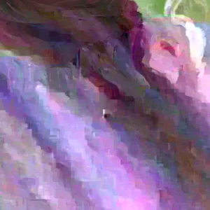 Ranunculus Flower Bulbs 16 Pink Picotee Corms - Perennial Peony-like Flowers for Garden & Bouquets - Image 4