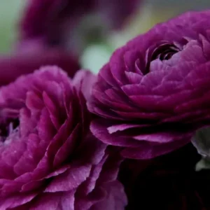 Ranunculus Flower Bulbs - 20 Mixed Corms for Garden & Wedding Flowers - Image 12