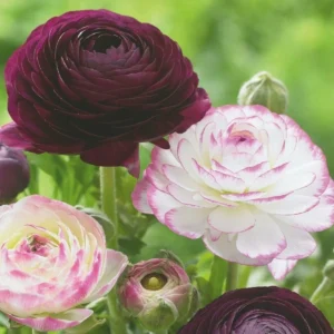 Ranunculus Flower Bulbs - 20 Mixed Corms for Garden & Wedding Flowers - Image 6