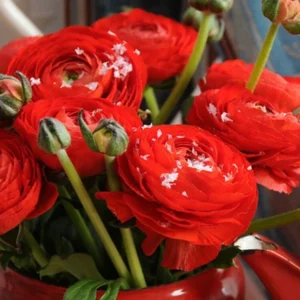 Ranunculus Flower Bulbs – Red Corms – 10 Count – Perennial Flowers - Image 1