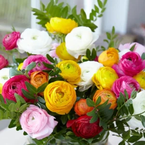 Ranunculus Flower Bulbs – Red Corms – 10 Count – Perennial Flowers - Image 5