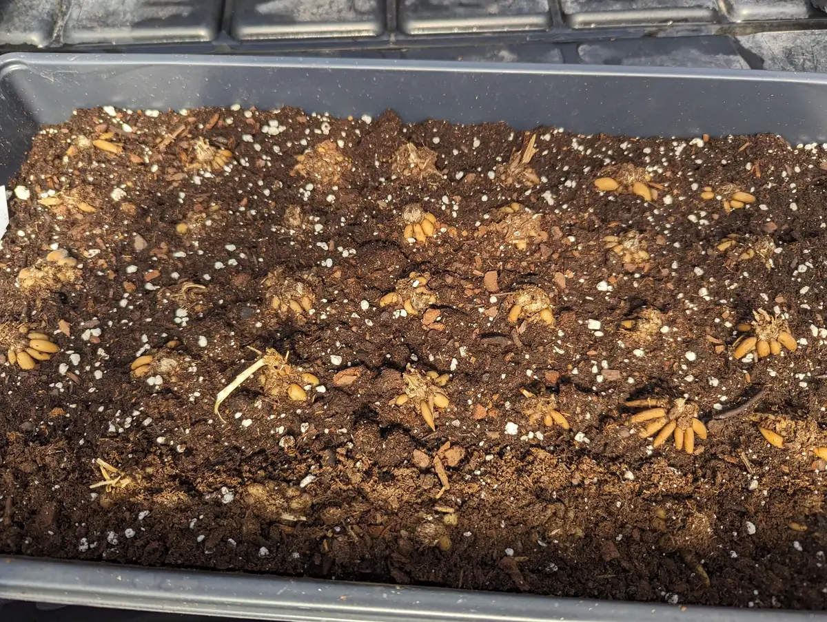 Ranunculus Mixed Variety Corms - Colorful Cut Flower Bulbs - Easy Grow - Image 6