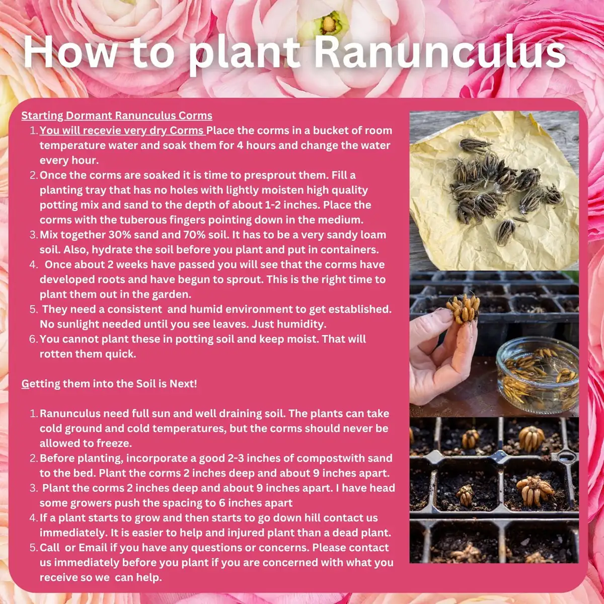 Ranunculus Mixed Variety Corms - Colorful Cut Flower Bulbs - Easy Grow - Image 7