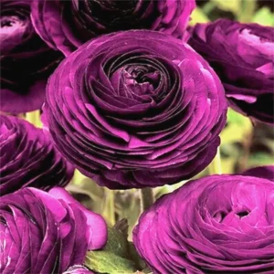 Ranunculus Purple Pink Mix Flower Bulbs - 20 Corms, Perennial, Indoor/Outdoor - Image 6