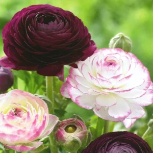 Ranunculus Purple Pink Mix Flower Bulbs - 20 Corms, Perennial, Indoor/Outdoor - Image 8