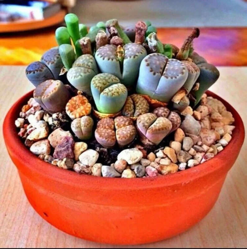 Rare Lithops Mix Seeds - Living Stone Succulent Cactus Seeds - 50 Count Pack - Indoor/Outdoor Desert Rock Plants - Image 3