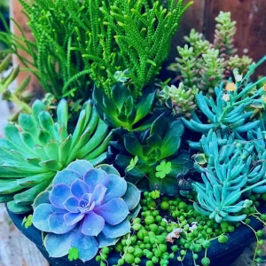 Rare Lithops Mix Succulent Seeds - Living Stones Desert Rock Seed 50+ Count - Image 2