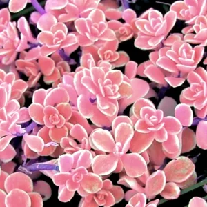 Rare Lithops Mix Succulent Seeds - Living Stones Desert Rock Seed 50+ Count - Image 8