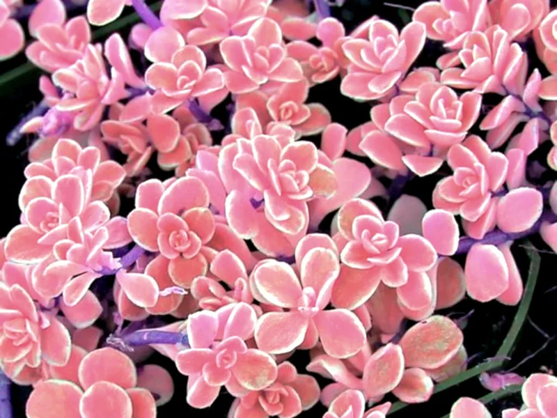 Rare Lithops Mix Succulent Seeds - Living Stones Desert Rock Seed 50+ Count - Image 8