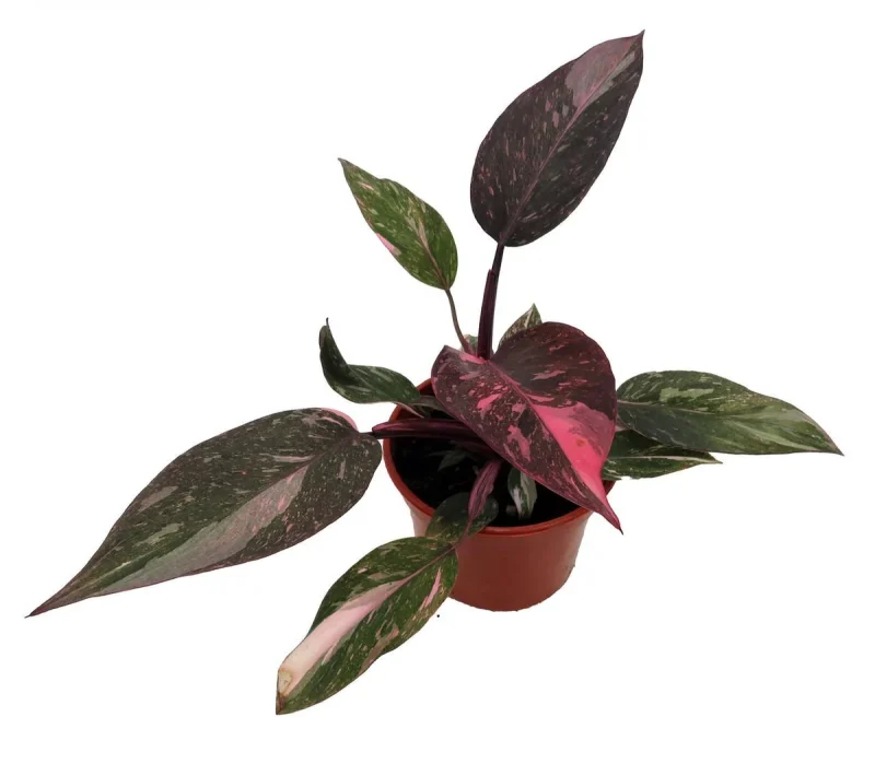 pothos marble queen plant Pothos Marble Queen | Epipremnum Marble Queen Pothos Plant in 4 Pot | Easy-Care Potted Houseplants for sale | Trailing Indoor Plants