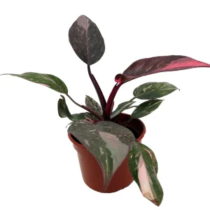 Rare Pink Marble Philodendron Live Plant - 4 inch Pot - Indoor Vining Plant - Image 4