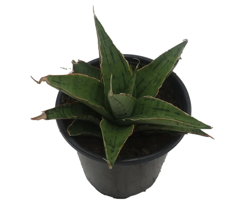 Rare Snowflake Snake Plant - Sansevieria - Almost Impossible to Kill - 3.5" Pot