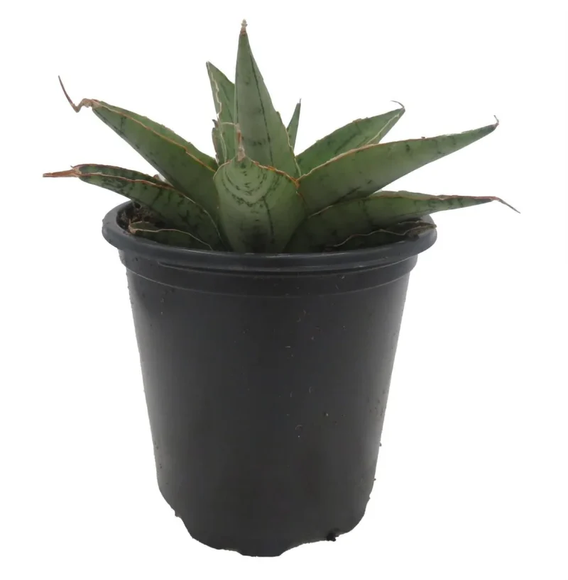 black ceramic plant pots Sydney Cube Planter - Black