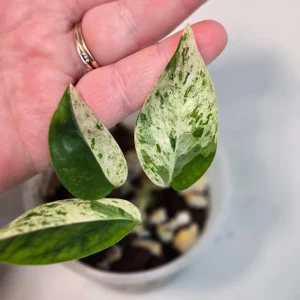 Rare Variegated Epipremnum Pinnatum Albo Live Plant - Potted Houseplant - Image 3