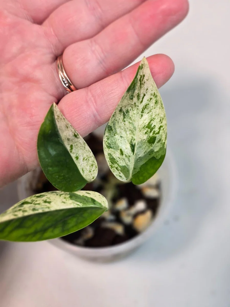 Rare Variegated Epipremnum Pinnatum Albo Live Plant - Potted Houseplant - Image 3
