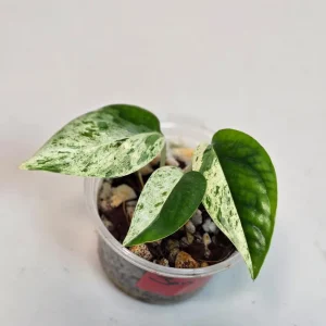 Rare Variegated Epipremnum Pinnatum Albo Live Plant - Potted Houseplant - Image 4