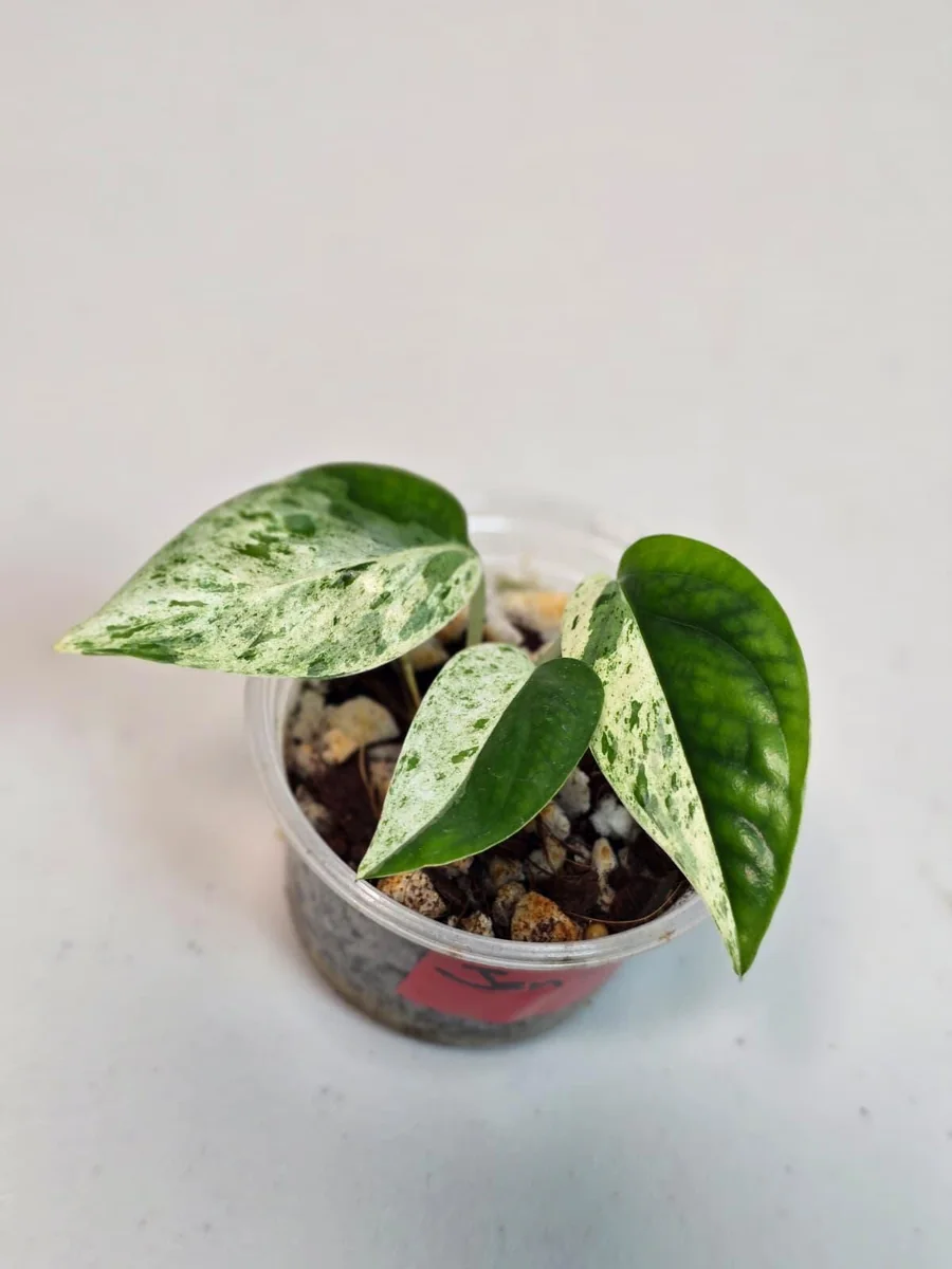 Rare Variegated Epipremnum Pinnatum Albo Live Plant - Potted Houseplant - Image 4