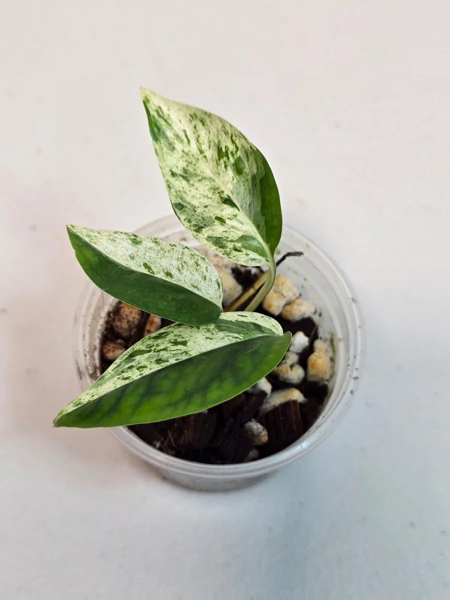 Rare Variegated Epipremnum Pinnatum Albo Live Plant - Potted Houseplant - Image 5