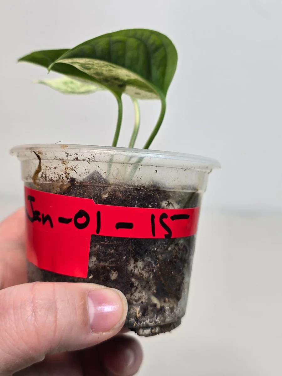 Rare Variegated Epipremnum Pinnatum Albo Live Plant - Potted Houseplant - Image 6