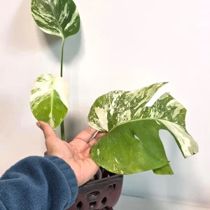 Rare Variegated Monstera Albo Live Plant - White Albo Borsigiana Potted - Image 3