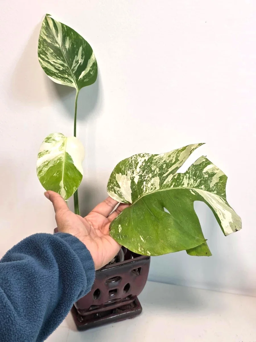 Rare Variegated Monstera Albo Live Plant - White Albo Borsigiana Potted - Image 3
