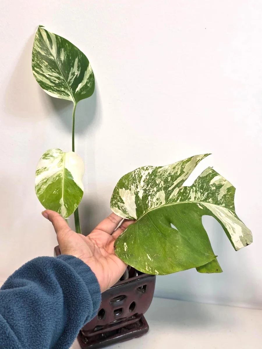Rare Variegated Monstera Albo Live Plant - White Albo Borsigiana Potted - Image 4
