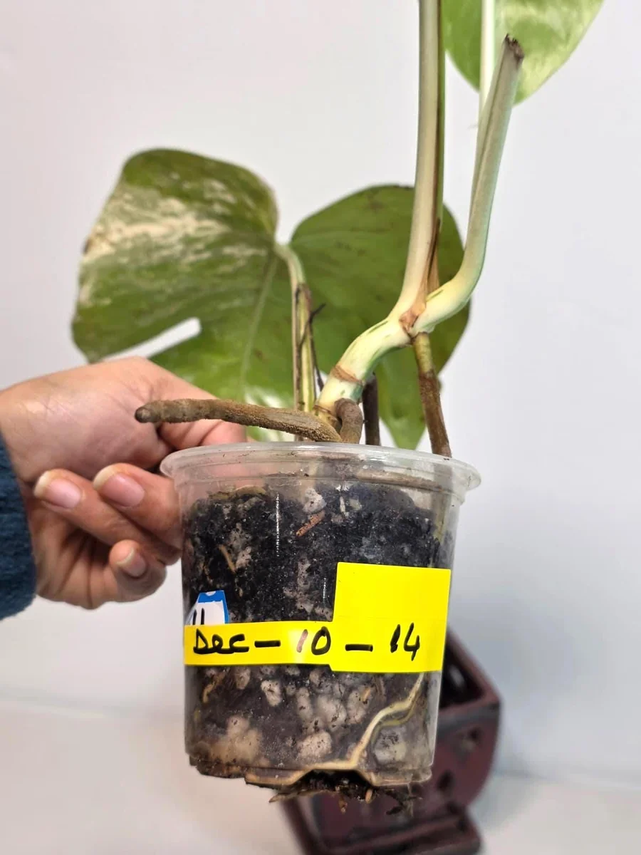 Rare Variegated Monstera Albo Live Plant - White Albo Borsigiana Potted - Image 5