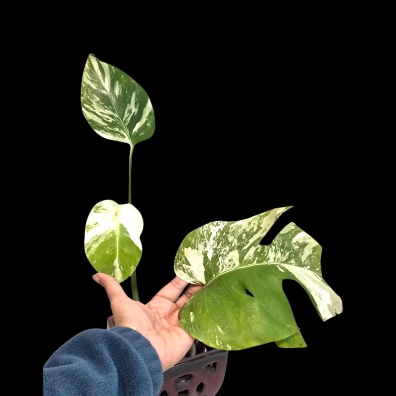 philodendron weie flecken Philodendron 'White Princess'