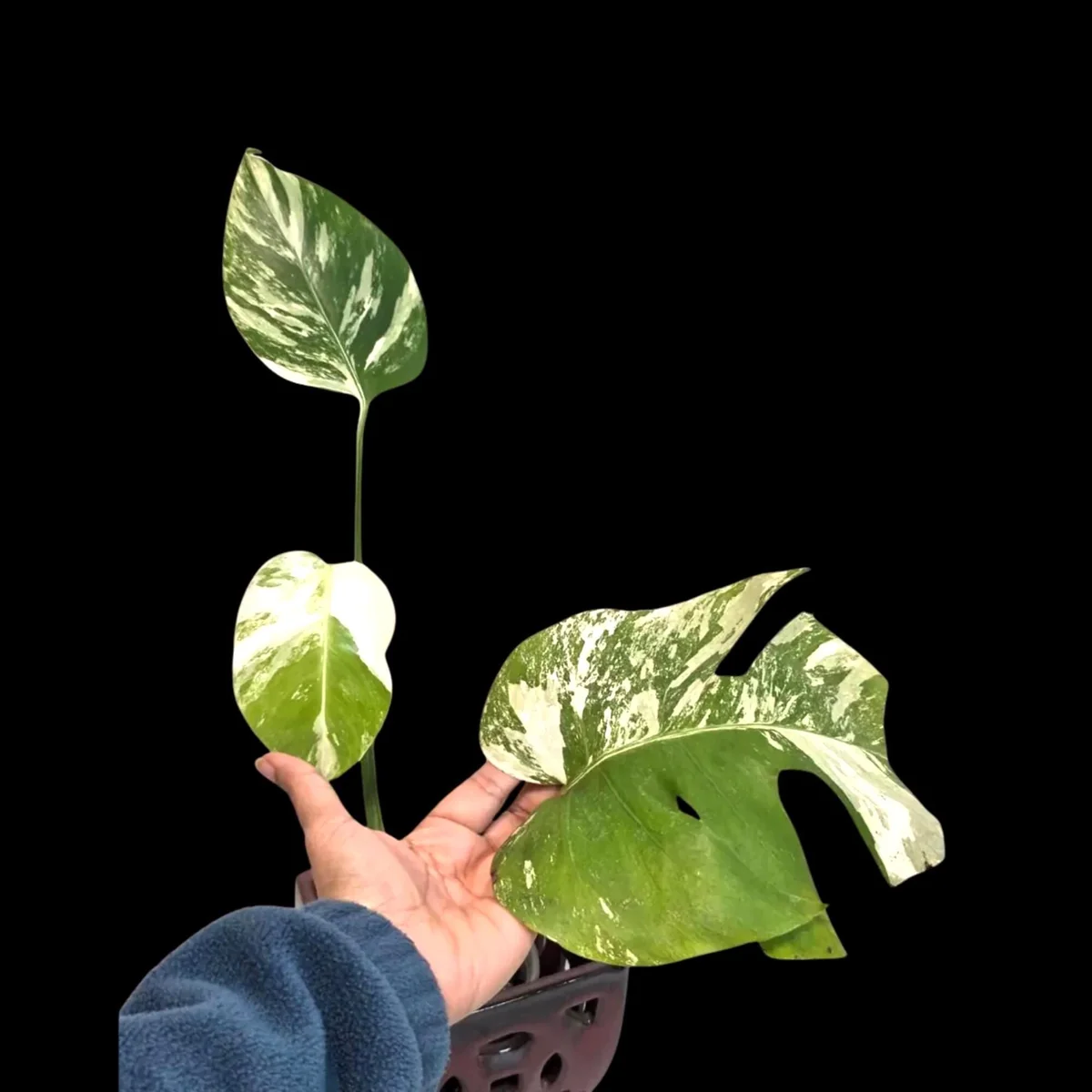 Rare Variegated Monstera Albo Live Plant - White Albo Borsigiana Potted - Image 1