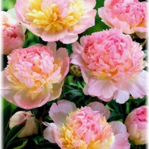 Raspberry Sundae Peony Bareroot - 2-3 Eye Live Plant - Pink & Cream Blooms - Outdoor - Image 2