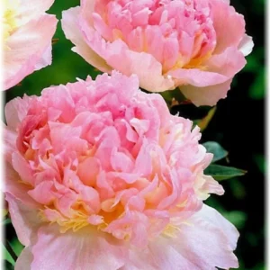 Raspberry Sundae Peony Bareroot - 2-3 Eye Live Plant - Pink & Cream Blooms - Outdoor - Image 1