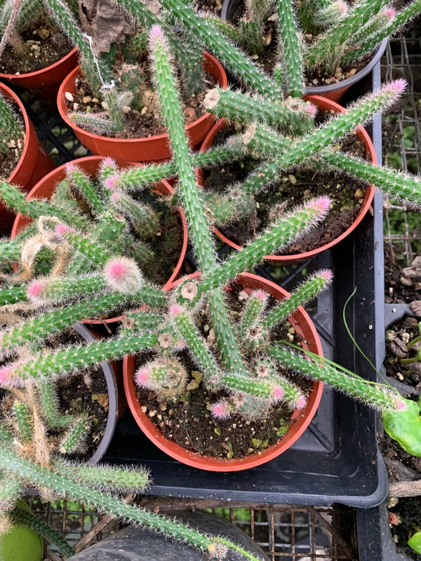 Rat Tail Cactus Live Plant – Succulent – 3 inch Pot – Indoor - Image 1