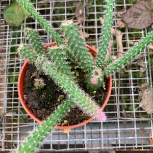 Rat Tail Cactus Live Plant – Succulent – 3 inch Pot – Indoor - Image 2