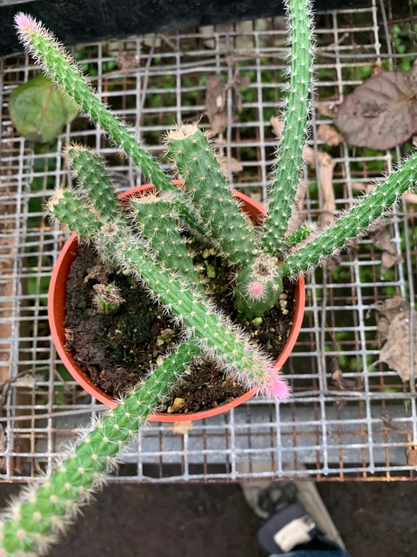 Rat Tail Cactus Live Plant – Succulent – 3 inch Pot – Indoor - Image 2