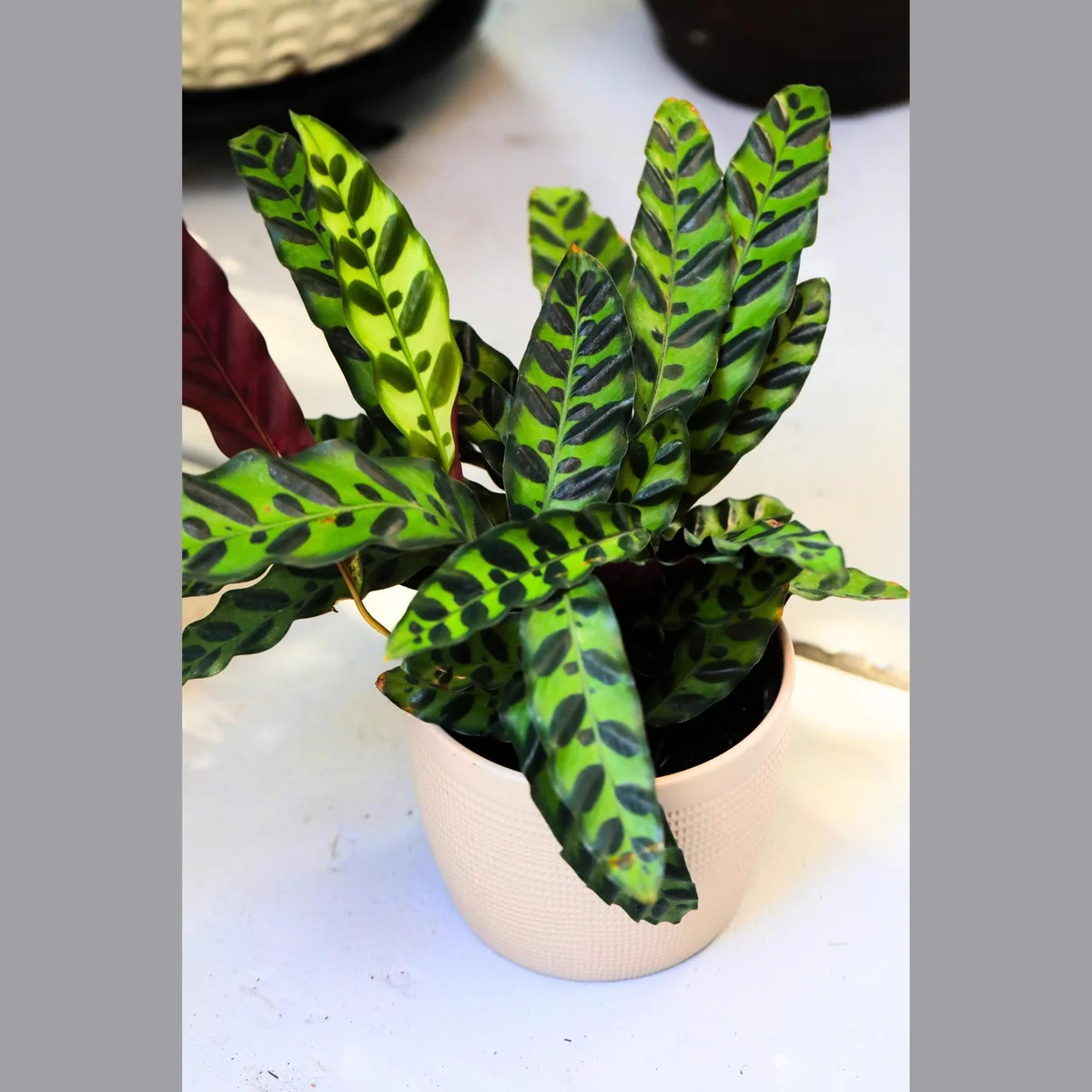 Rattlesnake Calathea Live Plant – 6 inch Grow Pot – Indoor Potted Houseplant - Image 3