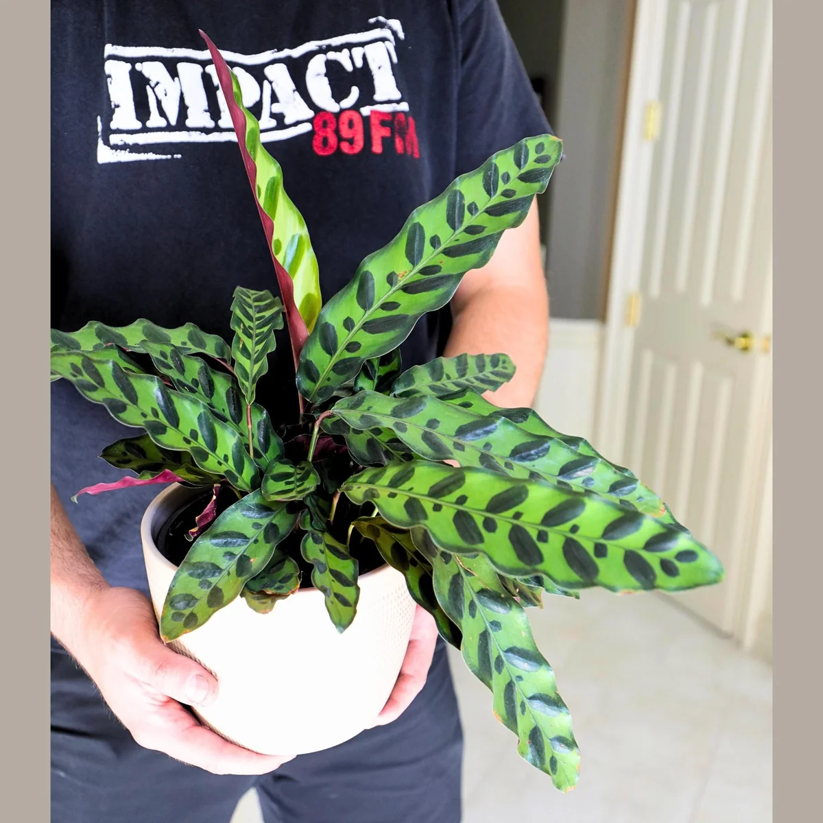 Rattlesnake Calathea Live Plant – 6 inch Grow Pot – Indoor Potted Houseplant - Image 4