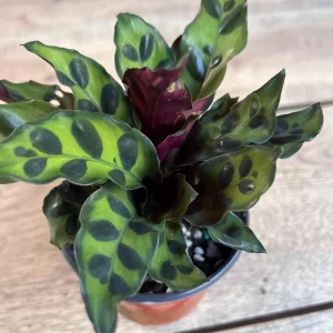Rattlesnake Calathea Live Plant - Calathea lancifolia in 4" Pot - Indoor Houseplant - Image 2