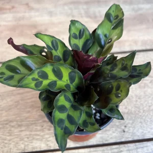 Rattlesnake Calathea Live Plant - Calathea lancifolia in 4