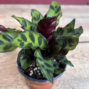 Rattlesnake Calathea Live Plant - Calathea lancifolia in 4