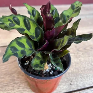Rattlesnake Calathea Live Plant - Calathea lancifolia in 4