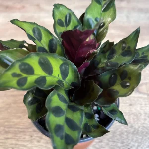 Rattlesnake Calathea Live Plant - Calathea lancifolia in 4