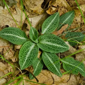 Rattlesnake Orchid Bare-root Plant - Goodyera oblongifolia - Image 2