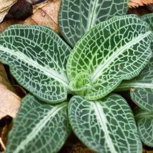 Rattlesnake Orchid Bare-root Plant - Goodyera oblongifolia - Image 3
