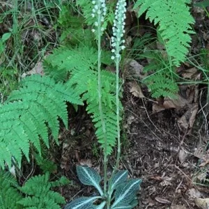 Rattlesnake Orchid Bare-root Plant - Goodyera oblongifolia - Image 5