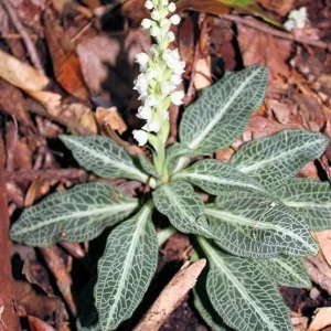 Rattlesnake Orchid Bare-root Plant - Goodyera oblongifolia - Image 6