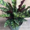 Rattlesnake Plant Calathea lancifolia Live Houseplant – 6" Pot – Indoor - Image 1