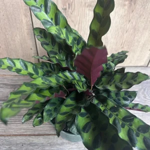 Rattlesnake Plant Calathea lancifolia Live Houseplant – 6" Pot – Indoor - Image 2