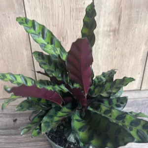 Rattlesnake Plant Calathea lancifolia Live Houseplant – 6